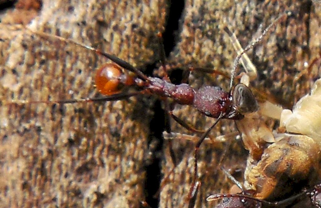 Особенности и тип питания рыжего лесного муравья