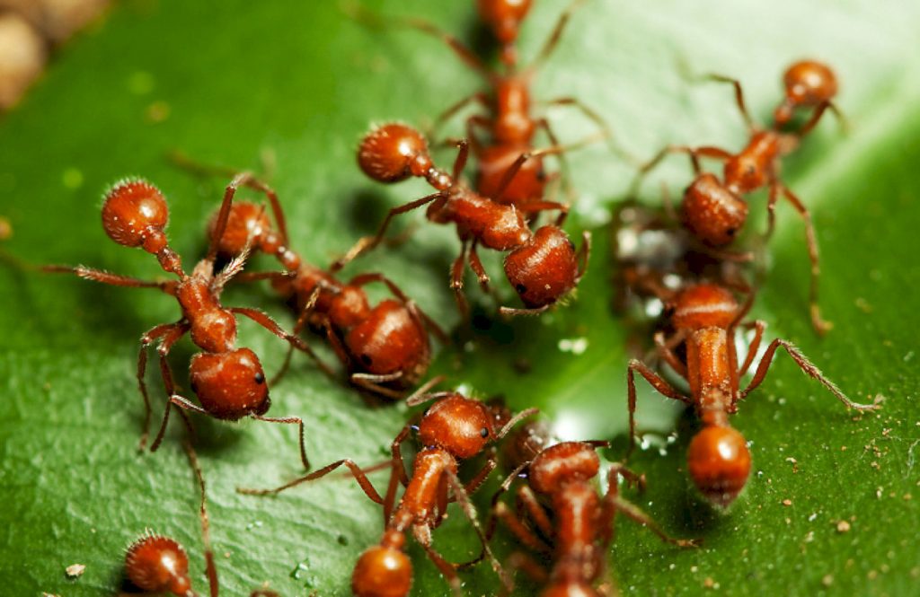 Лесные муравьи