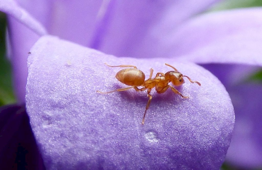 Кто такие рыжие муравьи: как выглядят, строение. Фото