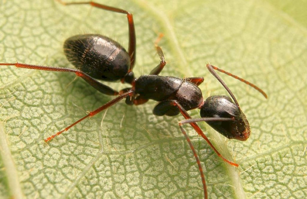Черный муравей-древоточец 