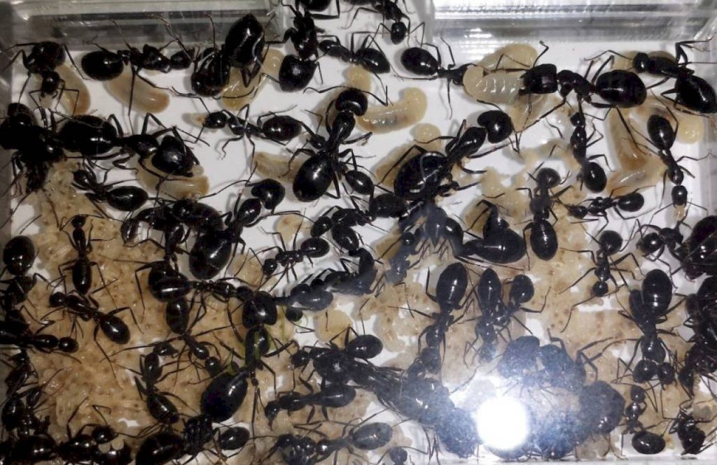 Организация колонии Camponotus vagus. Иерархия в муравейнике