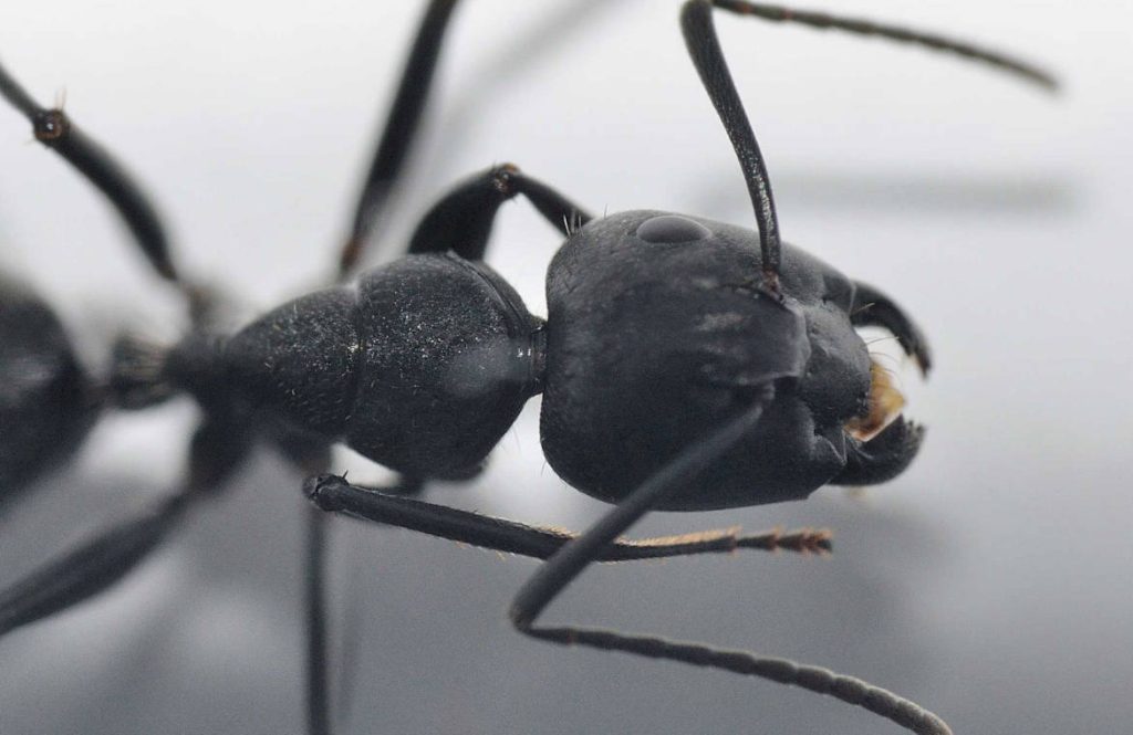 Черный муравей-древоточец (Camponotus vagus): описание, классификация, отличительные черты