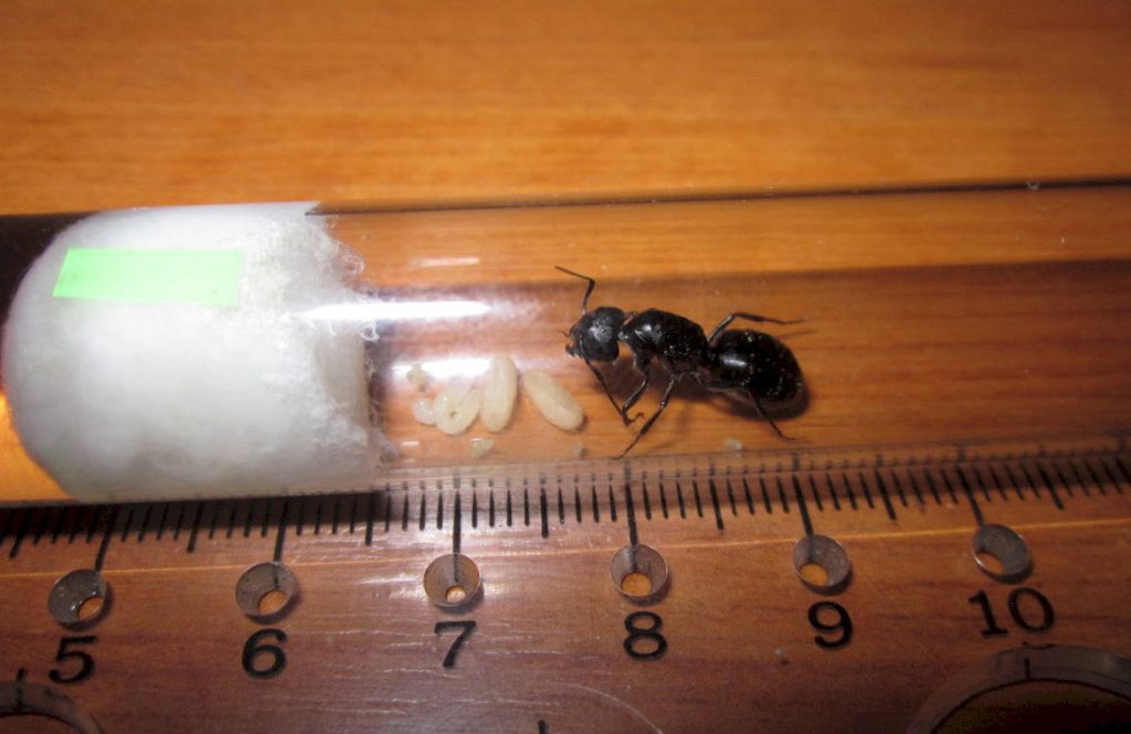 Какие сложности возникают при разведении данного вида муравьев в формикарии?
