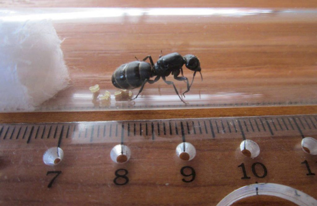 Черный муравей-древоточец (Camponotus vagus) обладает крупными размерами