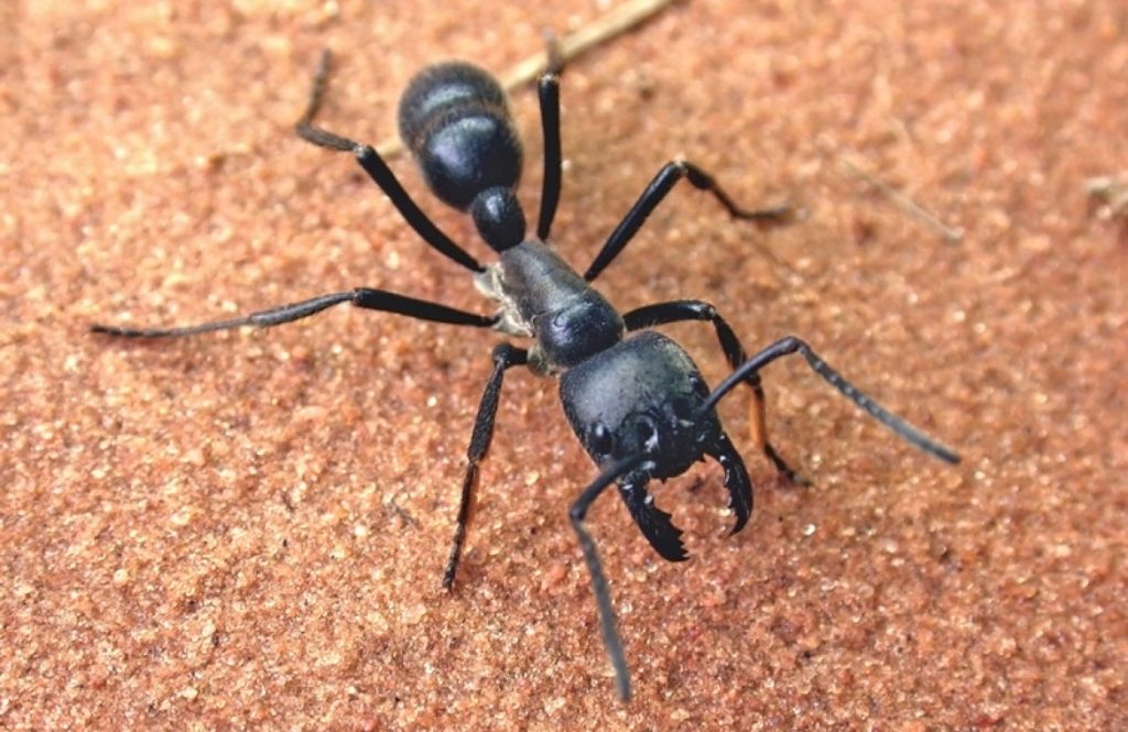 Черный огромный муравей