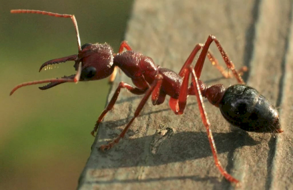 Сколько муравей в мире. Myrmecia brevinoda. Myrmecia nigrocincta. Красный муравей-бульдог. Австралийский муравей бульдог.
