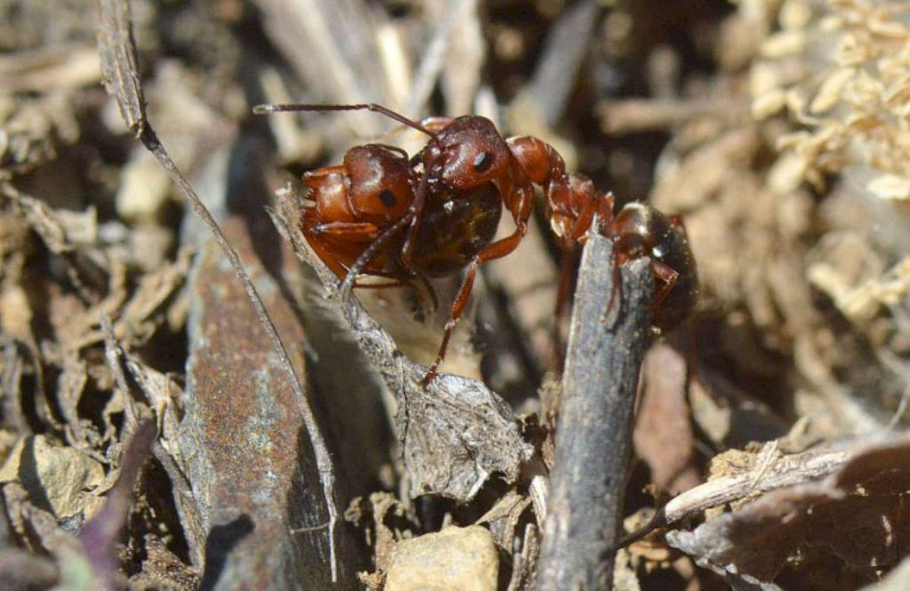 Спаривание краснощеких муравьев.