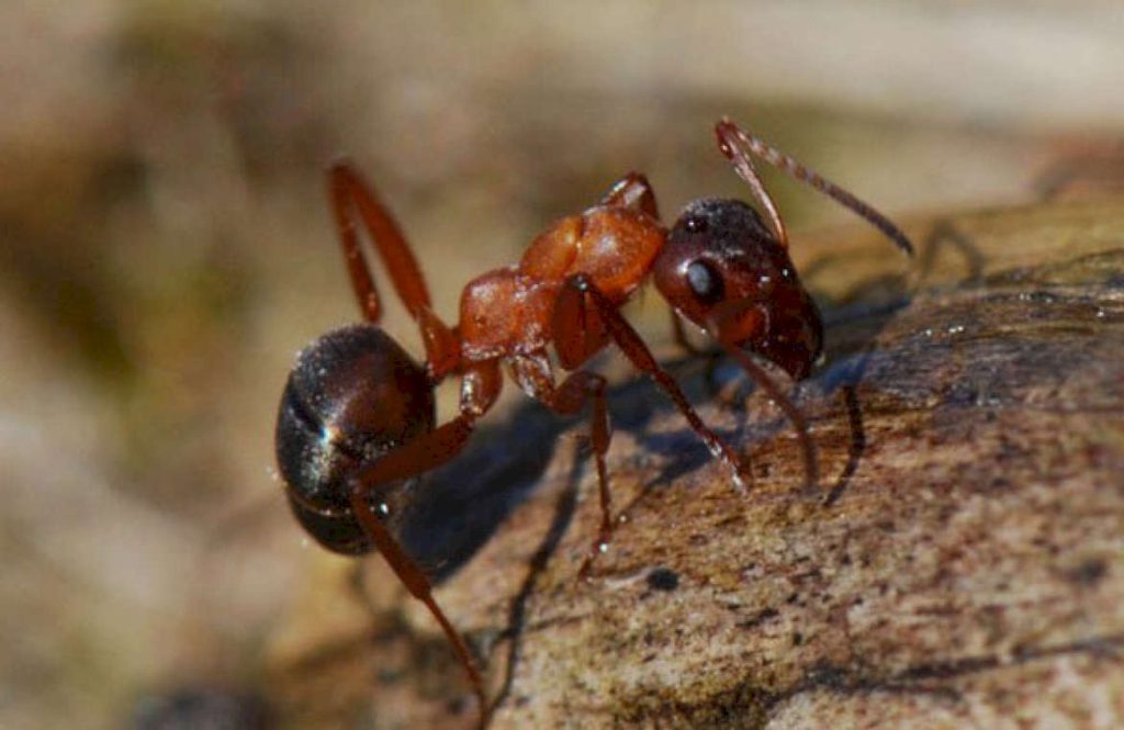 Краснощекие муравьи формируют свои гнезда на открытой местности, в особенности на полях