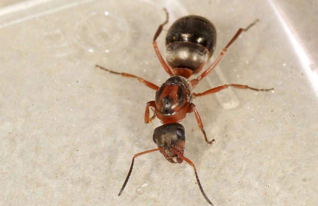 Краснощёкий муравей (лат. Formicarufibarbis