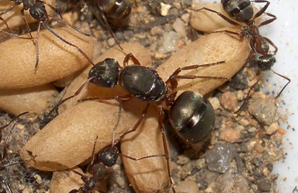 Спаривание краснощеких муравьев