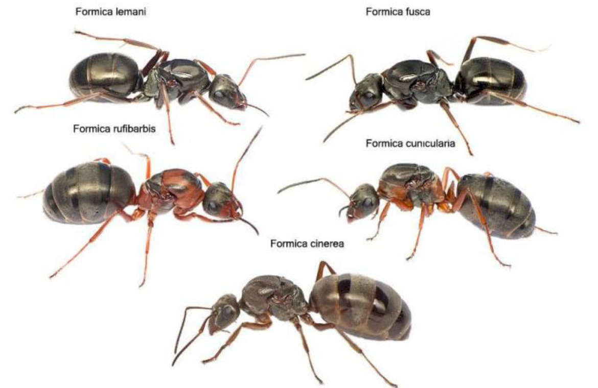 У муравьев столько же сестер сколько. Formica rufibarbis матка. Сервиформика Руфа. Формика фуска матка. Serviformica rufibarbis.