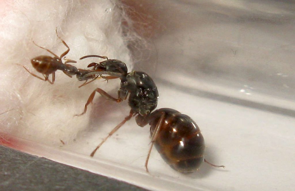 Вид муравьев Serviformicarufibarbis