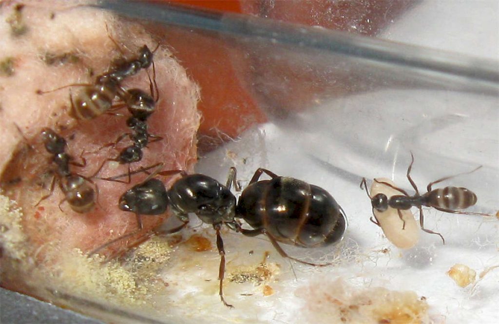 Содержание муравьев в муравьиных фермах дома