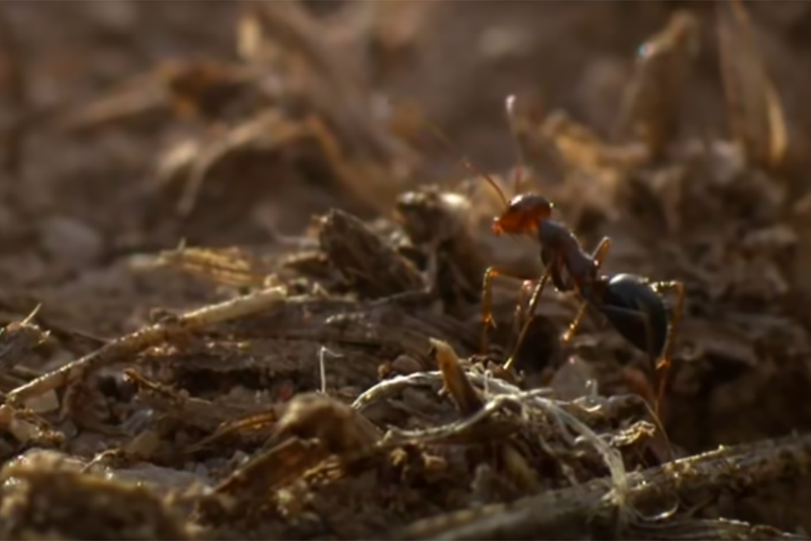Сколько муравей в мире. Строение муравья. Интересные факты о муравьях. Сила муравья. Строение муравья фото.