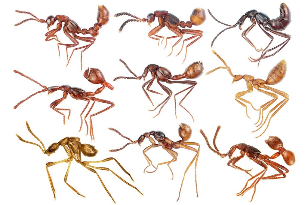 Строение муравья история эволюции
