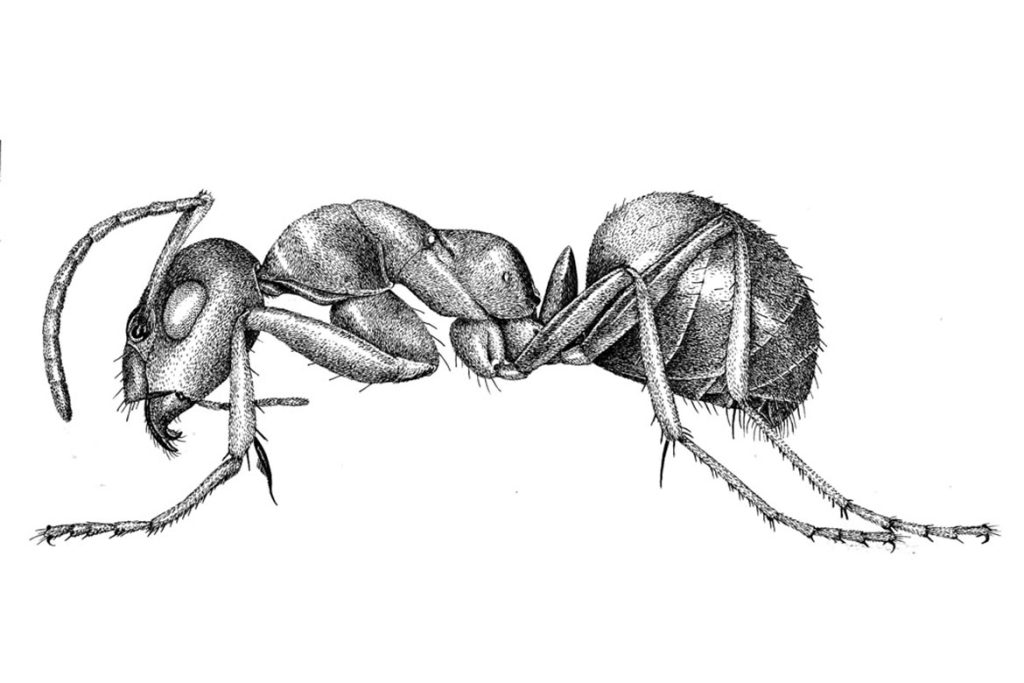 Строение муравья общее