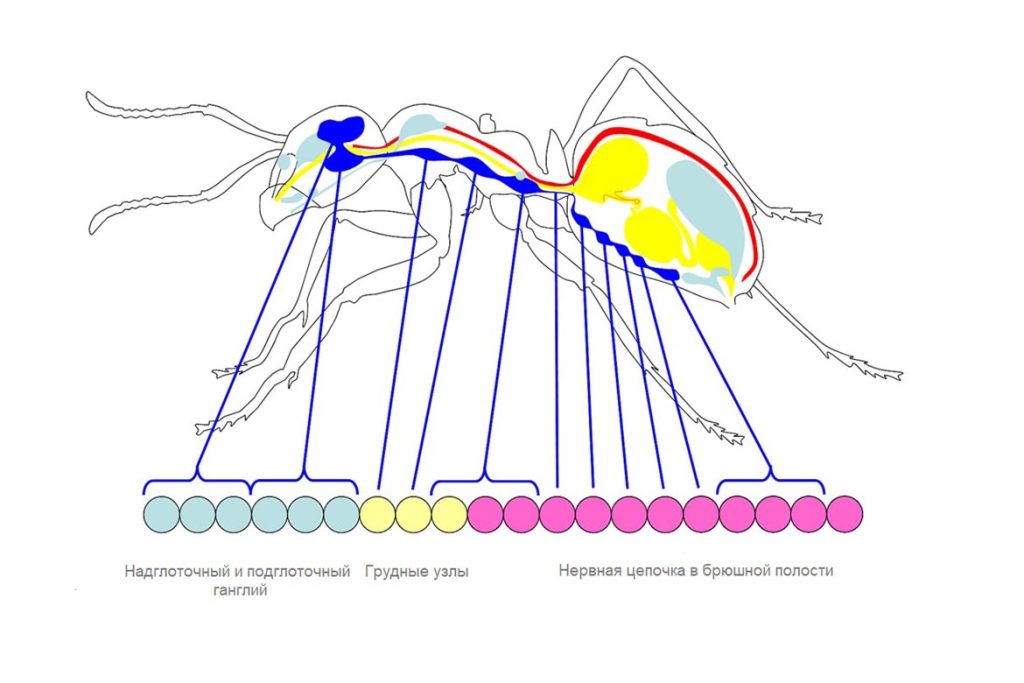 Строение муравья строение нервной системы