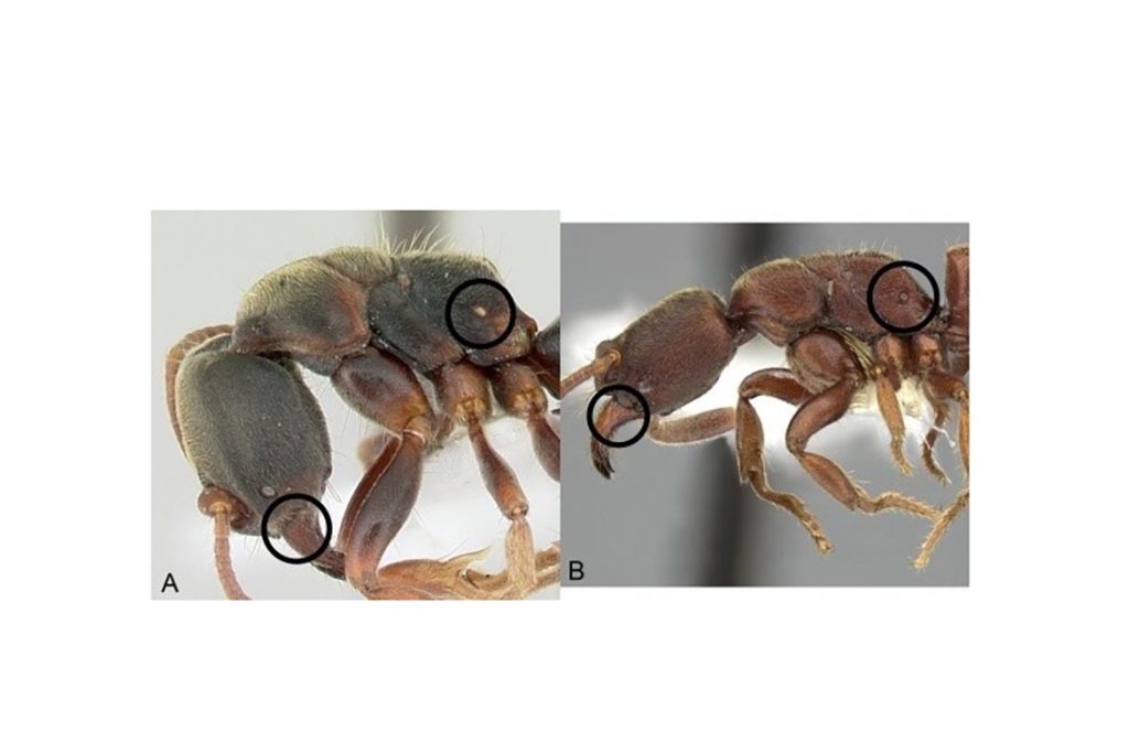 Строение муравья
