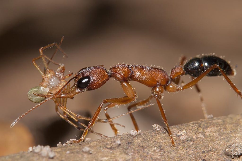 Строение муравья-хищника
