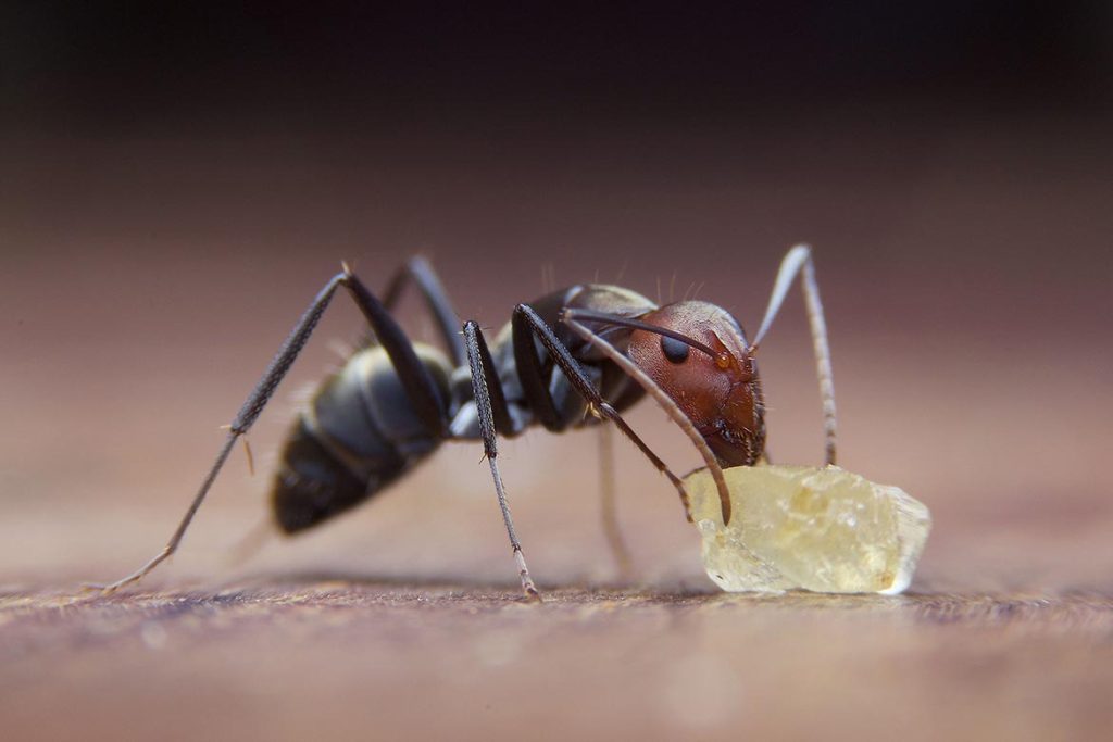 Строение муравья всеядного