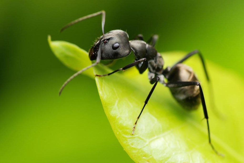 Строение муравья черного