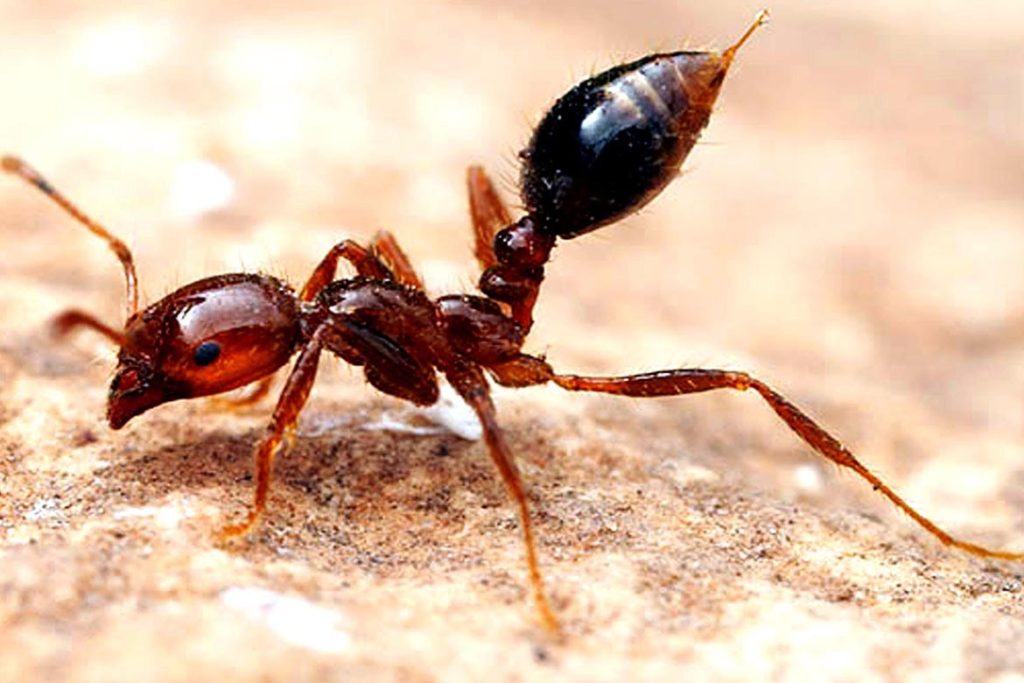 Строение муравья огненного