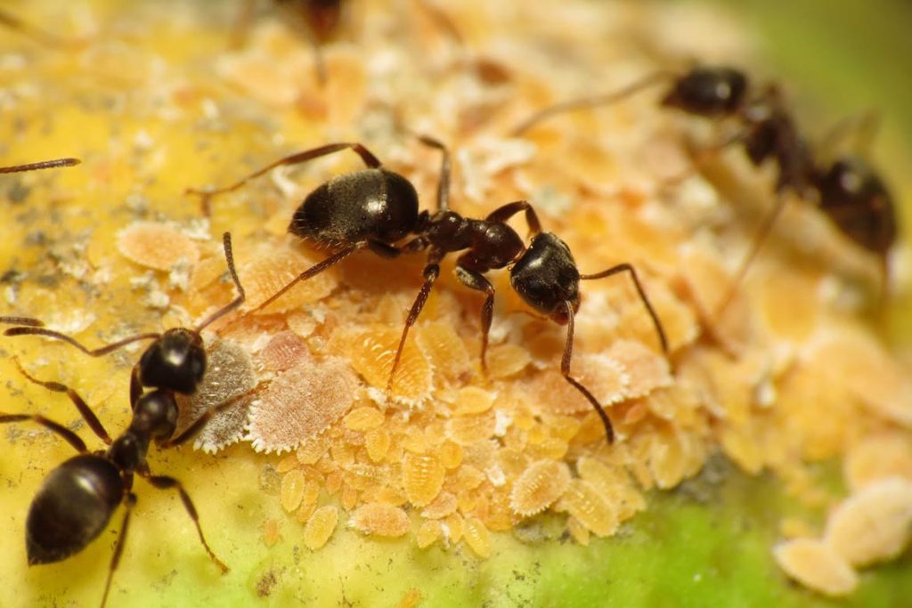 Строение муравья черного садового