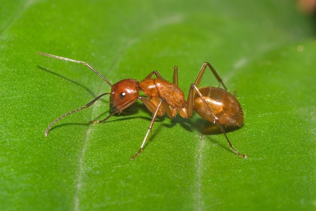 Строение муравья рыжего садового