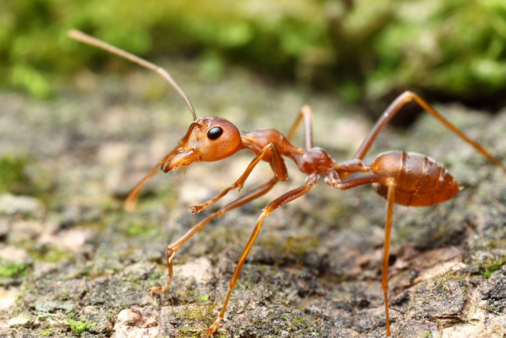 Строение муравья фараонового