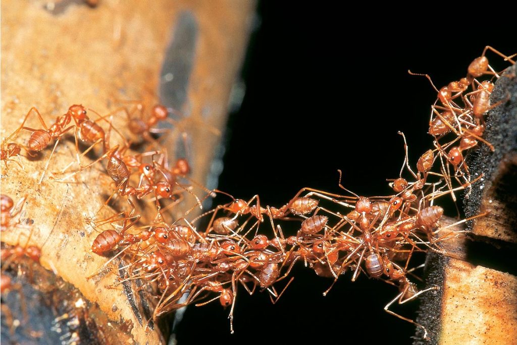 Строение муравья кочевого