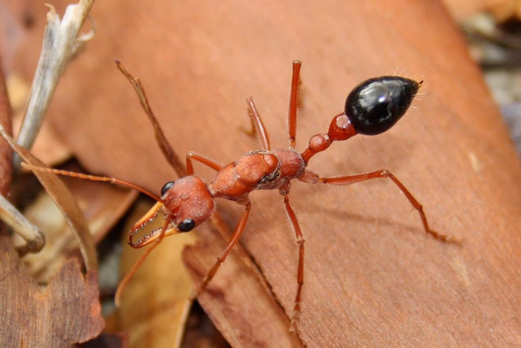 Строение муравья бульдога