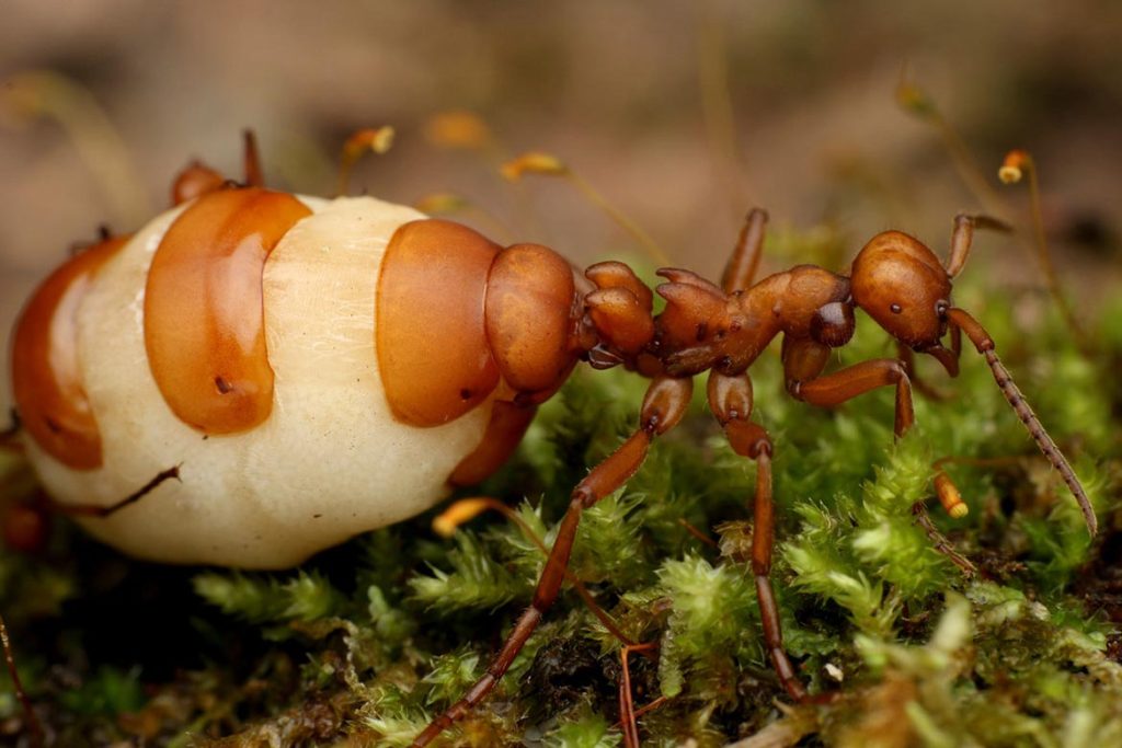 Строение муравья, как называется главная и муравьиный самец