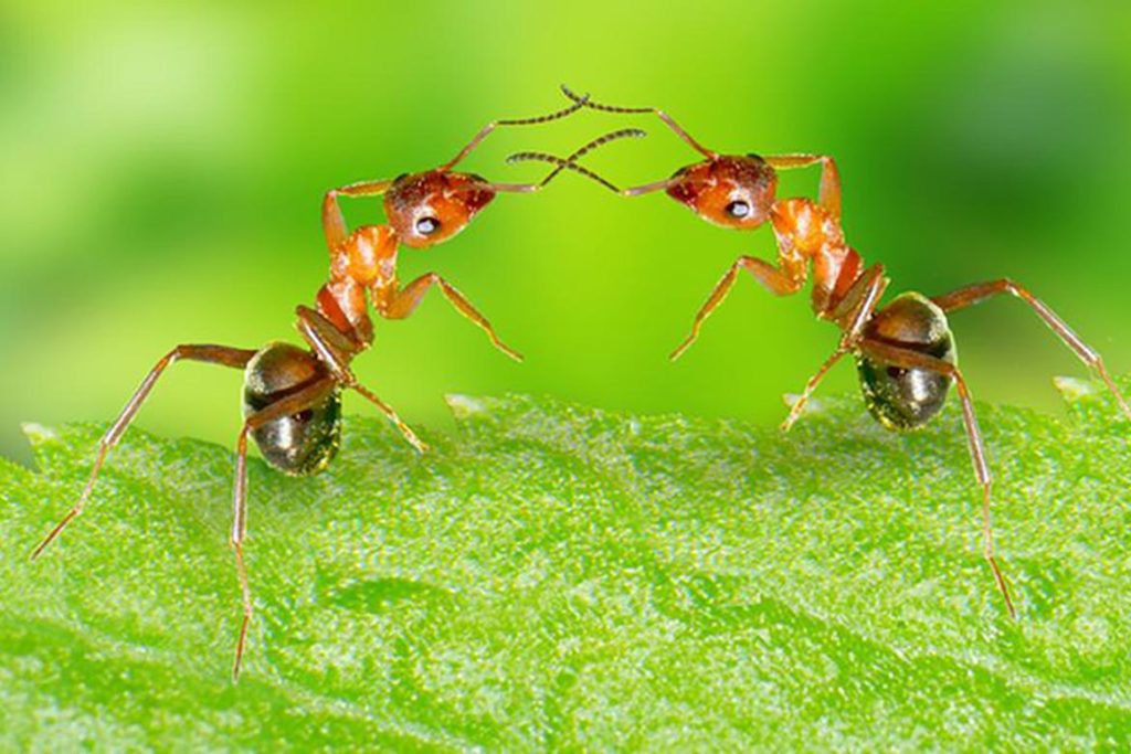 Строение муравья общение