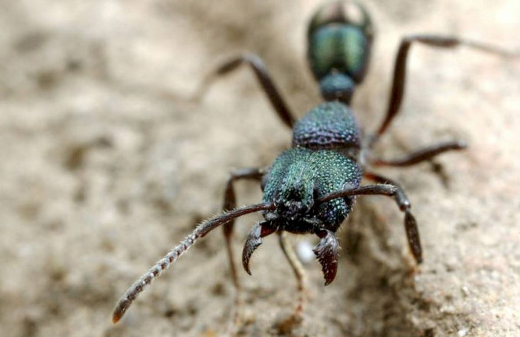Зеленоголовый муравей Rhytidoponera metallica