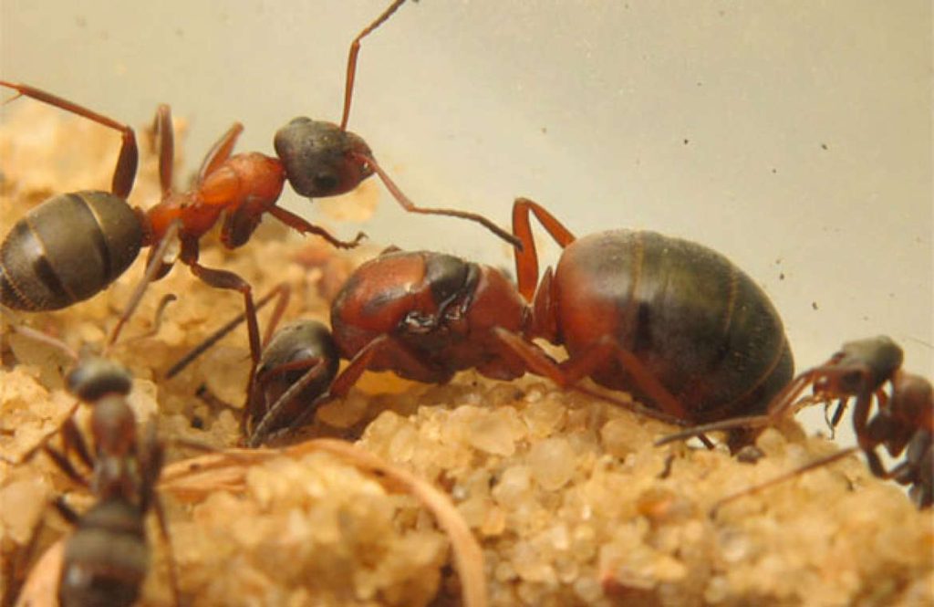 Какое количество муравьев комфортнее всего содержать в формикарии?