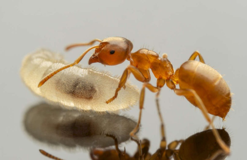Lasius flavus (Fabricius, 1782) — желтый луговой (садовый, земляной) муравей