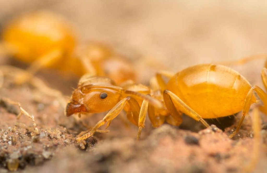 Жёлтый земляной муравей является одним из самых распространённых видов муравьёв Центральной Европы