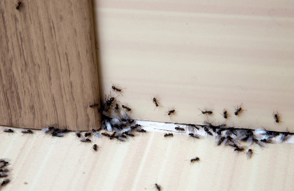 Как найти гнездо муравьев в квартире