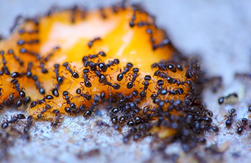Как размножаются муравьи, что ускоряет рост колонии