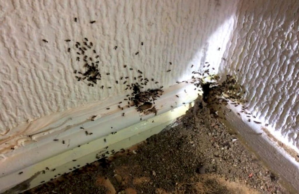 Домашние муравьи гнездо