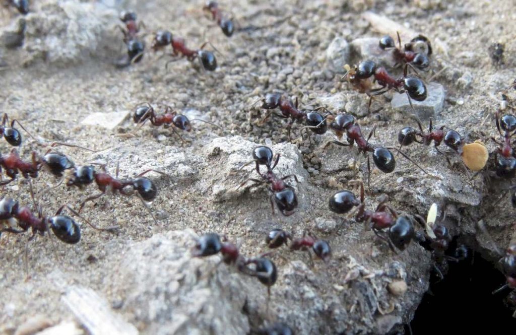 Организация колонии Messor denticulatus. Иерархия в муравейнике