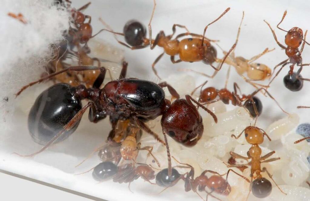 Красногрудые муравьи