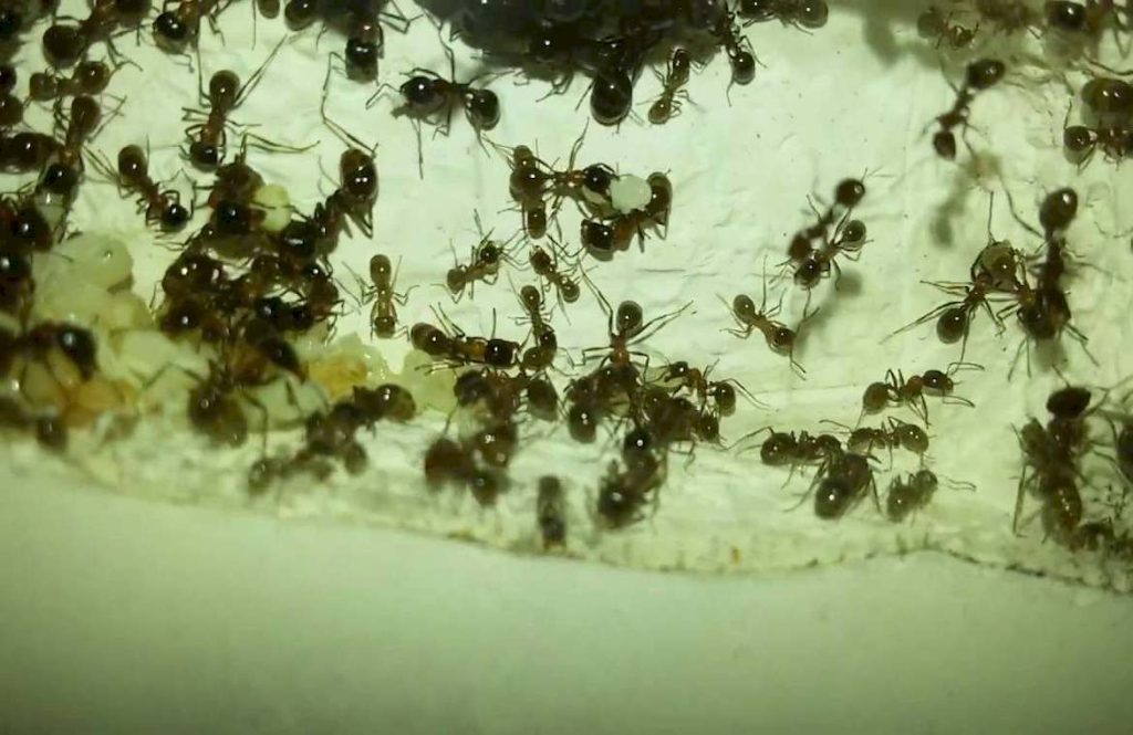 Питание муравьев Messor denticulatus