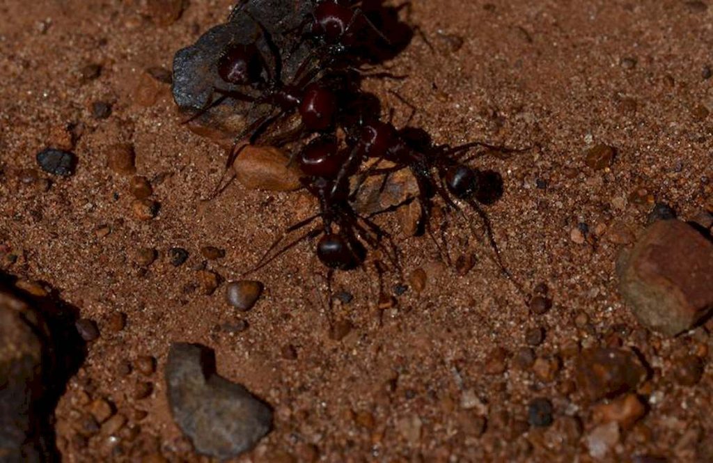 Разведение красногрудых муравьев