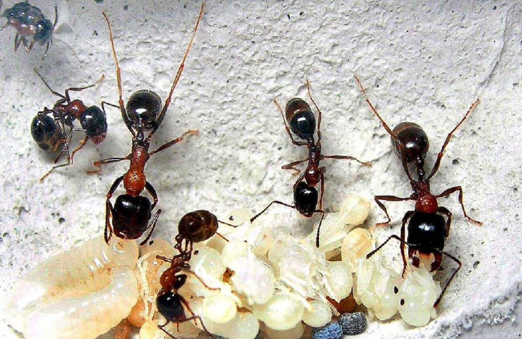 Ареал и места обитания Красногрудого муравья
