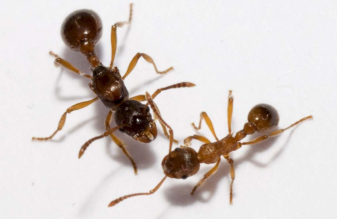 У муравьев столько же сестер сколько. Муравьи Myrmica rubra. Мирмика Рубра. Мирмика Рубра матка. Мирмика Рубра жало.