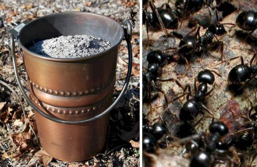 Эффективные методы борьбы с черными муравьями
