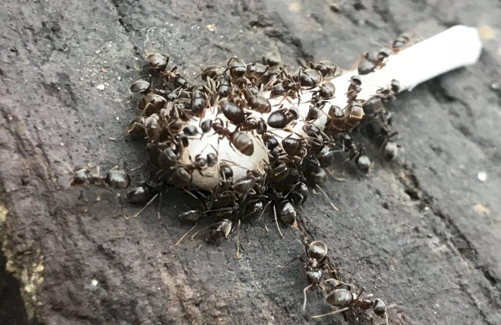 Значение и польза черных садовых муравьев