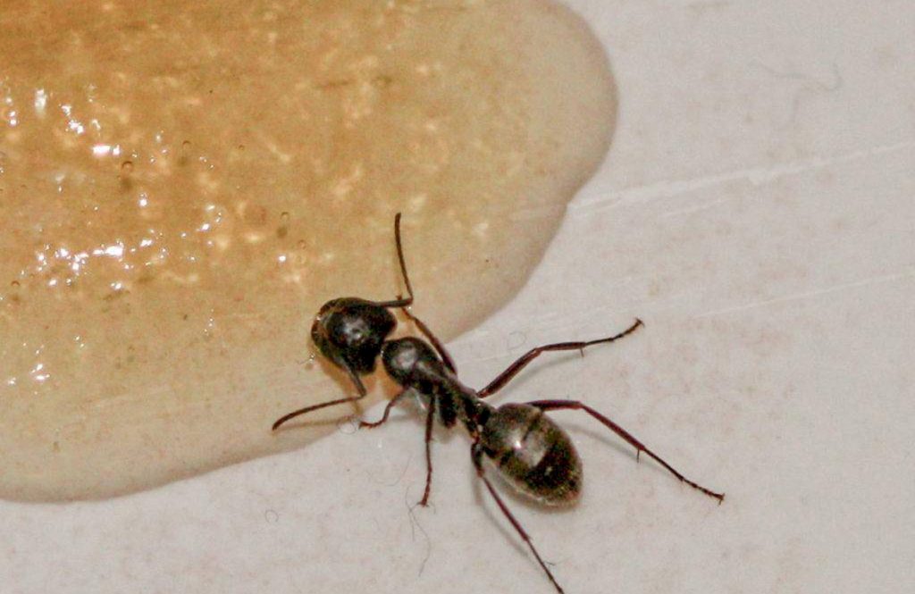 Эффективные методыборьбы с черными муравьями