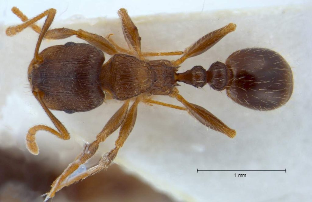 Tetramorium caespitum (Дерновый муравей) 